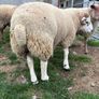 Pedigree Beltex and Routex Rams Image 5