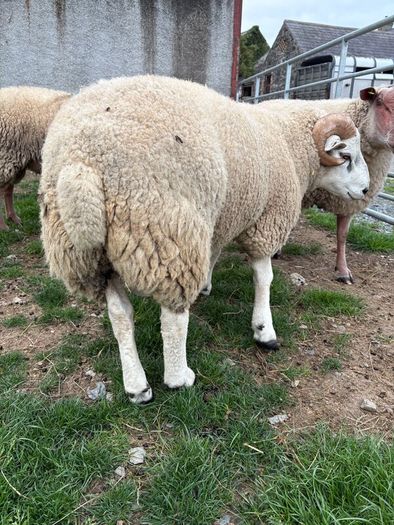 Pedigree Beltex and Routex Rams