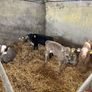 Calfs Image 4