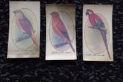 John Player and Sons Cigarette Transfer Cards - Aviary and Cage Birds Series - 1933