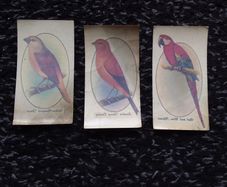 John Player and Sons Cigarette Transfer Cards - Aviary and Cage Birds Series - 1933
