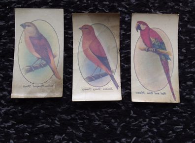 John Player and Sons Cigarette Transfer Cards - Aviary and Cage Birds Series - 1933