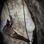 1 Copper Chain Wild Deer Jaw Viking Amulet Talisman Necklace Wasteland Bone Wearable Art Image 7
