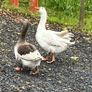 Breeding Pair of Geese Image 2