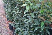 4ft Portuguese laurel hedging