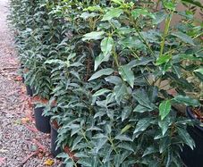 4ft Portuguese laurel hedging