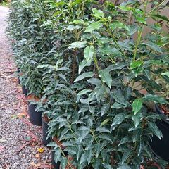 4ft Portuguese laurel hedging