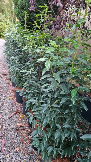 4ft Portuguese laurel hedging