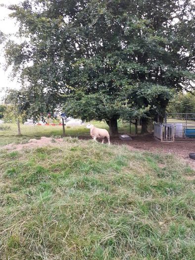 All types of Texel sheep (PBR).