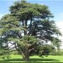 Cedar tree evergreen Image 2