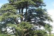 Atlas Cedar Tree