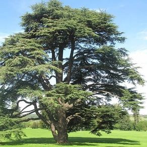 Atlas Cedar Tree