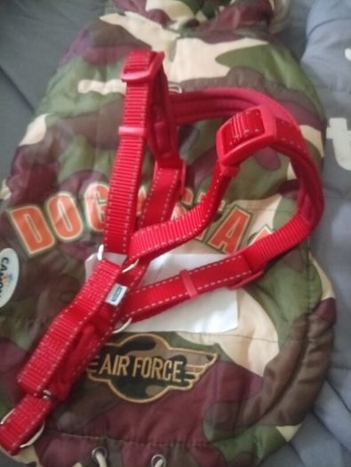 Dog accessories bundle