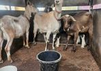 Goats