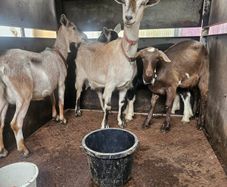 Goats