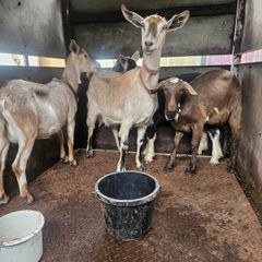 Goats