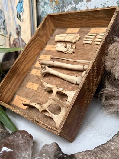 Fox Hind Limb Osteology Specimen Display