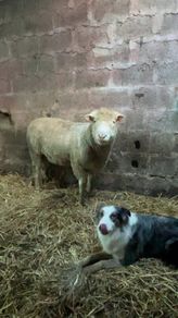 Pure bread Dorset ram , texal ram , breading ewes