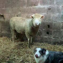 Pure bread Dorset ram , texal ram , breading ewes