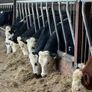 8 super white head bullocks Image 7