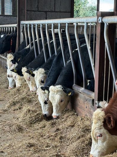 8 super white head bullocks