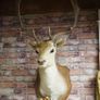 French Fallow Deer Wall Mount Image 2