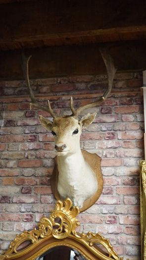 French Fallow Deer Wall Mount