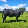 Bulls Image 2