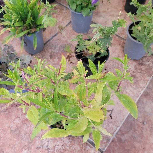 instant garden starter pack of 20 plants