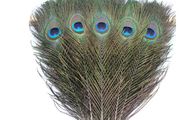 Peacock Feather