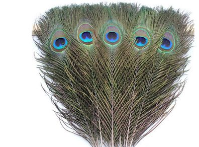Peacock Feather