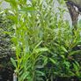 Two Foot Griselina Hedging Plants Image 4