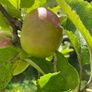 Apple tree Image 3
