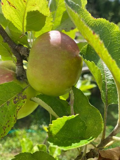Apple tree