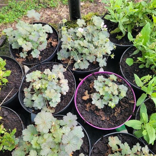 clearance of 100 plants/shrubs