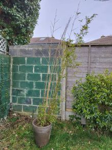 Tall Bamboo Plant in Pot - in need of nurturing