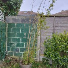 Tall Bamboo Plant in Pot - in need of nurturing