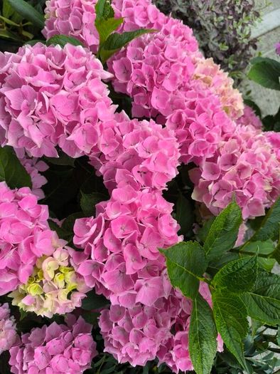 garden plants