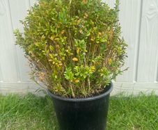 plant