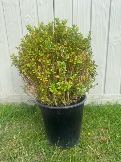 plant