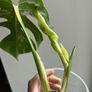 Monstera Albo Image 2