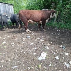 Bull