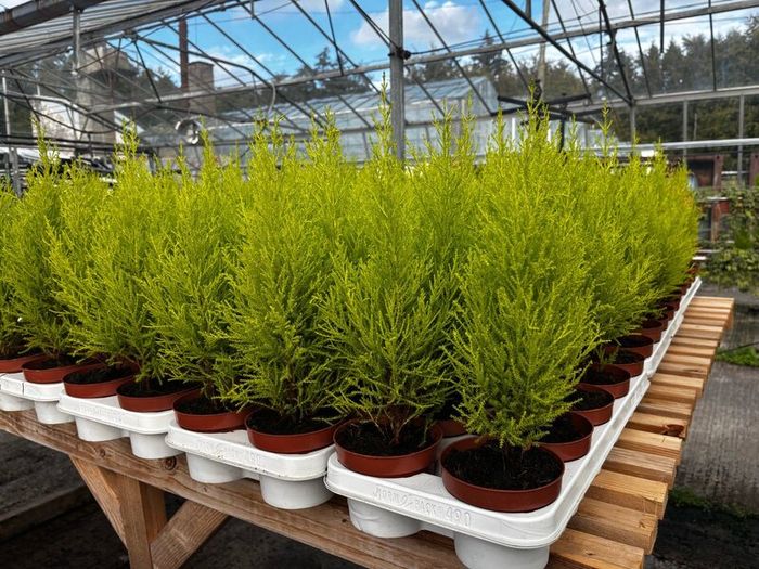 Small Trees