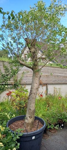 trees