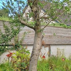 trees