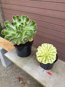 two rare variegated aeoniums