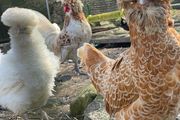 Polish hatching eggs