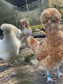 Polish hatching eggs