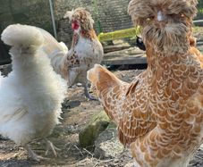 Polish hatching eggs