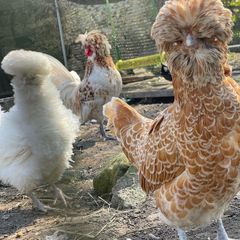 Polish hatching eggs